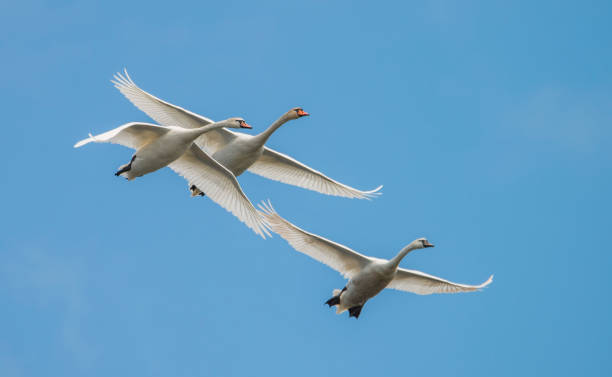 tre cigni bianchi volano contro il cielo blu - 3500 foto e immagini stock