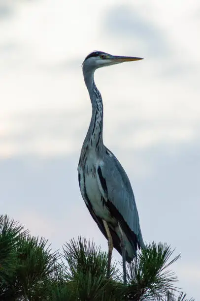 Photo of heron resting on a pine tree branch