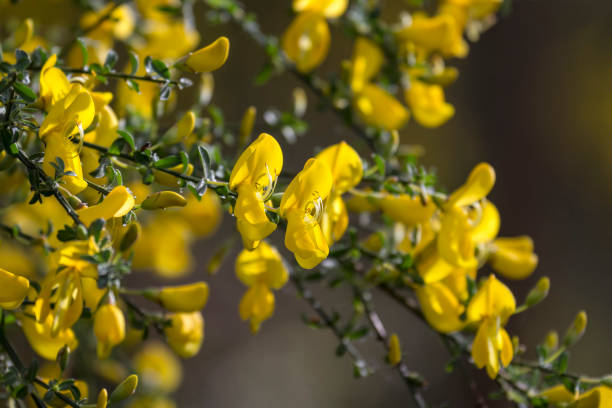 View of a broom bush with beautiful yellow blossoms. Focus is on two single flowers.