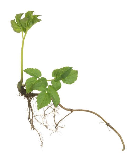 istock Ground elder, Aegopodium podagraria plant with root isolated on white background 1225143331