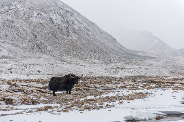 istock Yek is a local animal 1225144499