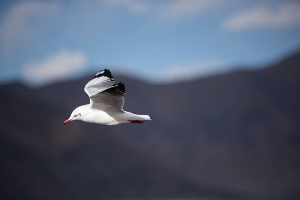 istock Seagull at the lake 1225145097