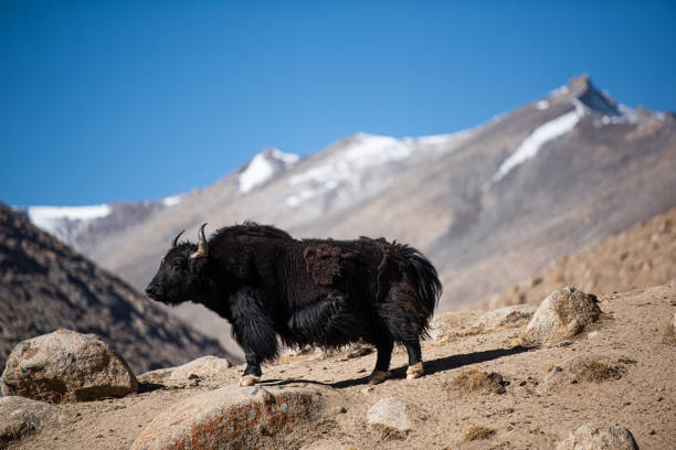 istock Yek is a local animal 1225145160