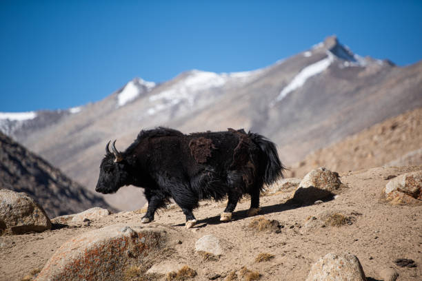 istock Yek is a local animal 1225145163