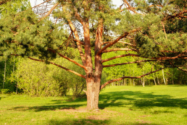istock Shadow of pine in the sun 1225145345