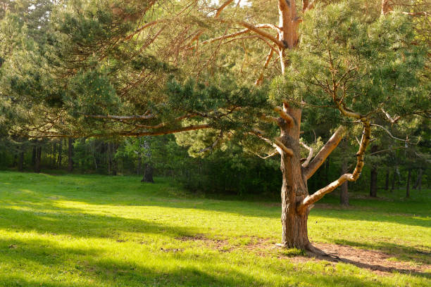 istock A large pine tree in a green summer glade 1225145496