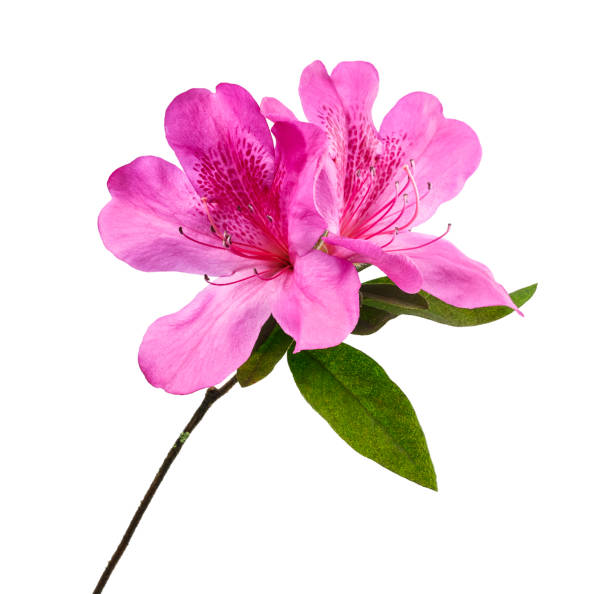 fiori di azaleas con foglie, fiori rosa isolati su sfondo bianco con percorso di ritaglio - azalea foto e immagini stock
