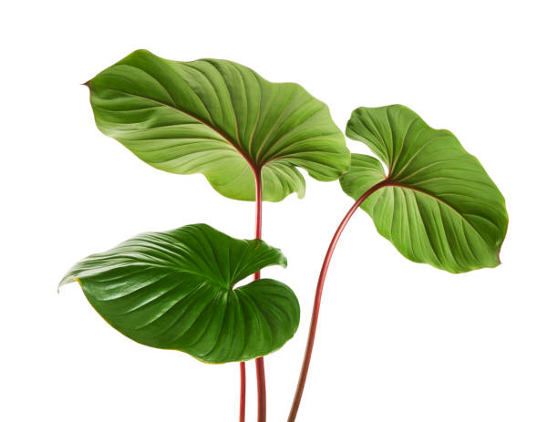 호물로메나 단풍, 흰색 배경에 빨간 잎이 있는 녹색 잎, 클리핑 경로 - petiole 뉴스 사진 이미지