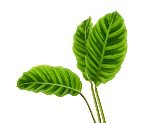 Calathea zebrina foliage or Zebra plant, Exotic tropical leaf, isolated on white background with clipping path Calathea zebrina foliage or Zebra plant, Exotic tropical leaf, isolated on white background with clipping path calathea photos stock pictures, royalty-free photos & images