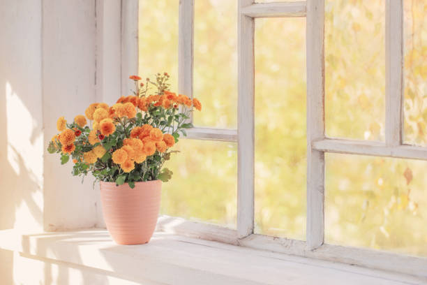 istock chrysanthemums  in pots on old white  windowsill 1225148452