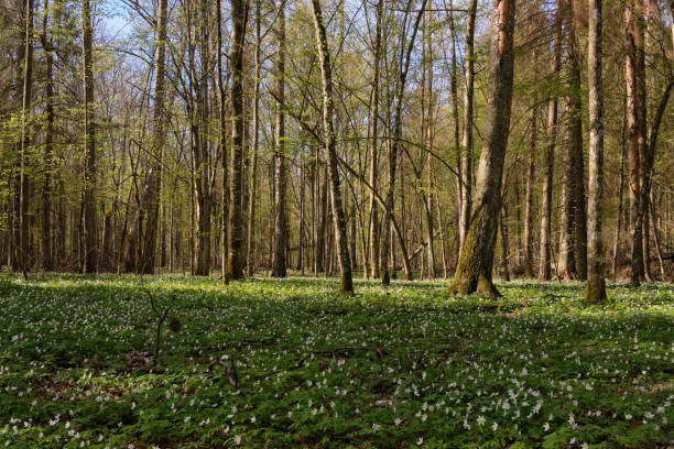 istock Early spring forest with flowering anemone 1225149027
