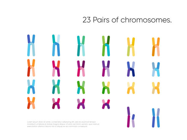 ilustraciones, imágenes clip art, dibujos animados e iconos de stock de visualización de datos genómicos - cromosoma