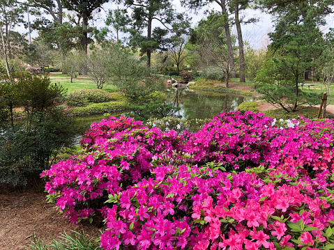 Hermann Park in Houston, Texas - Walkway in nature - beautiful flowers