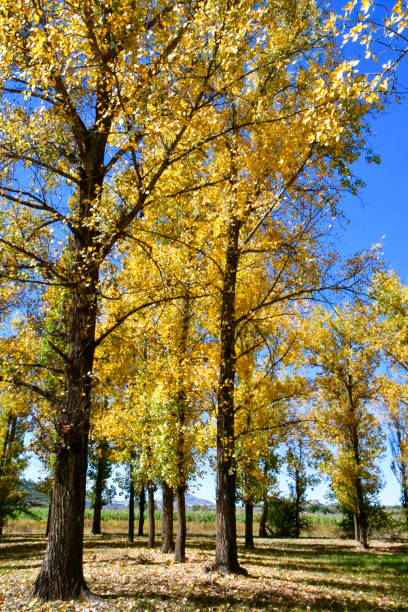 istock Ginkgo tree in a park that stood up while driving through Lesotho, Africa 1225152326