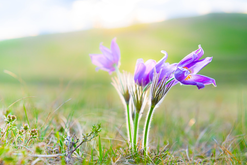 Close-up of blooming purple and white crocus flowers on meadow under sun beams in spring time at Velika planina, Slovenia.