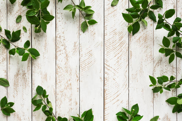 istock Green leaves on white 1225155625