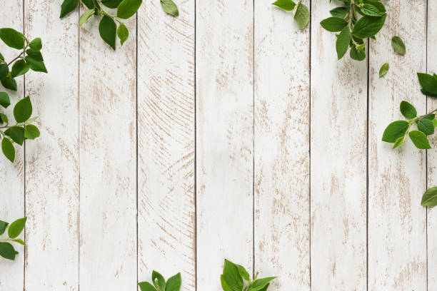 Old white wooden background with green leaves, top view, copy space. Spring twigs on shabby background, frame, flat lay.