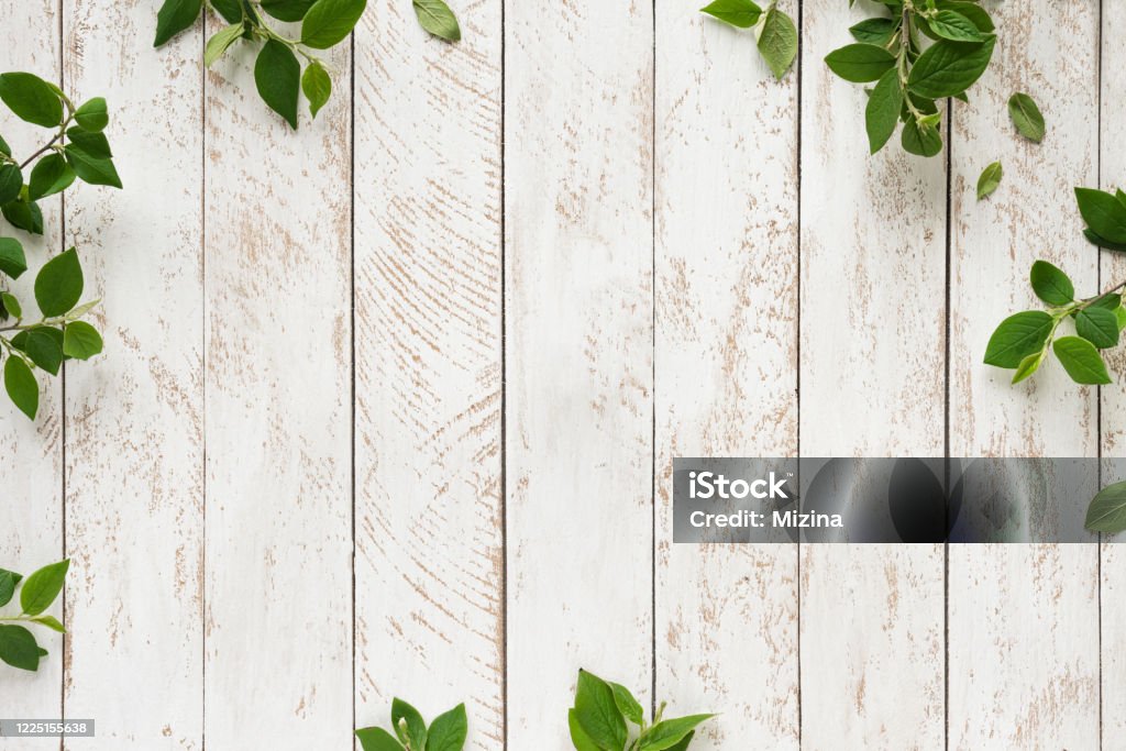 白の緑の葉 - 背景のロイヤリティフリーストックフォト