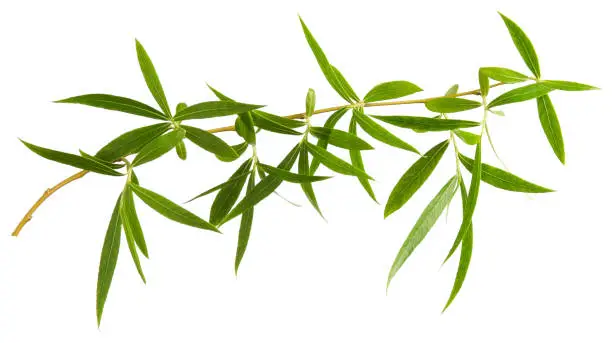 Photo of Willow tree green fresh leaves on branch isolated on white background