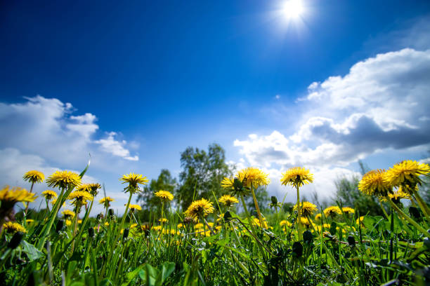 istock Yellow dandelions hill under blue cloudy sky in the spring time. 1225158142