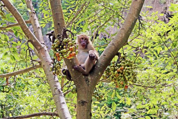 kraba jedzące makaki jedzące figi na szczycie drzewa figowego. - travel travel locations nature erawan zdjęcia i obrazy z banku zdjęć