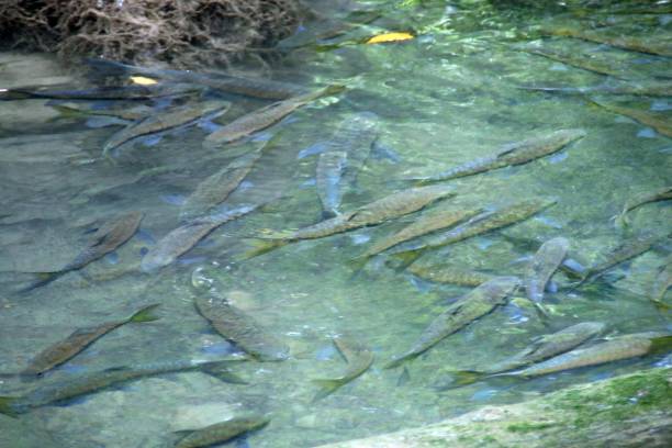 barbes de mahseer bleu (neolissochilus stracheyi) dans la rivière om tala. - neolissochilus stracheyi photos et images de collection