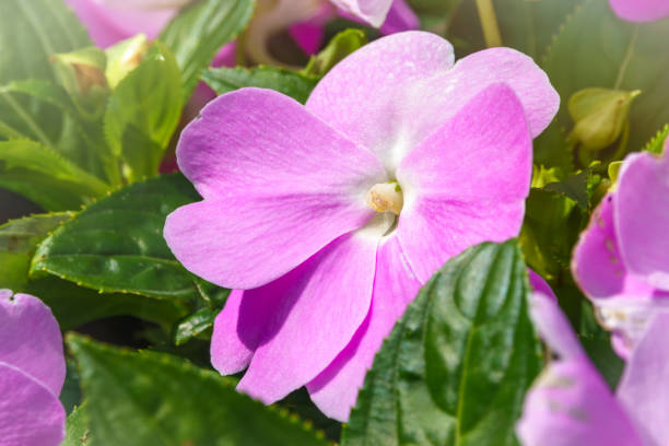 istock Rose periwinkle, Catharanthus roseus, commonly known as bright eyes, Cape periwinkle, graveyard plant, Madagascar periwinkle, old maid, pink periwinkle, rose periwinkle 1225158389