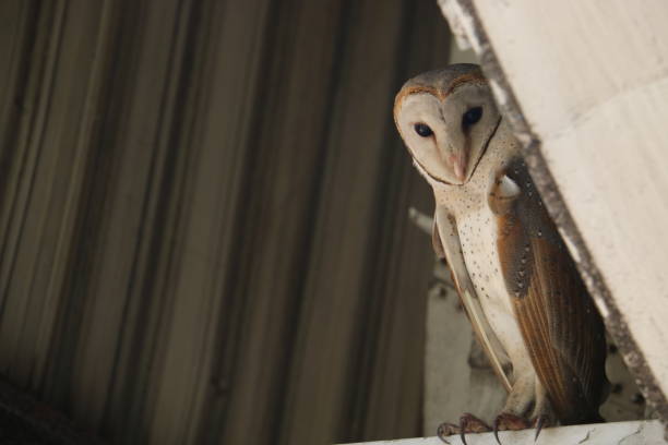 istock Barn Owl from Sri Lanka 1225162783