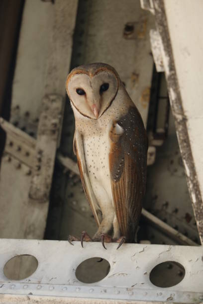 istock Barn Owl from Sri Lanka 1225162994