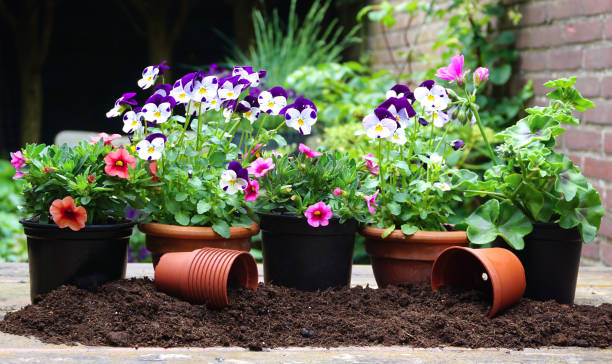 giardinaggio all'aperto piantare fiori nel giardino primaverile. con vasi e attrezzi da giardinaggio a tavola di legno con sfondo del terreno. giardino urbano con piante da fiore. - petunia foto e immagini stock