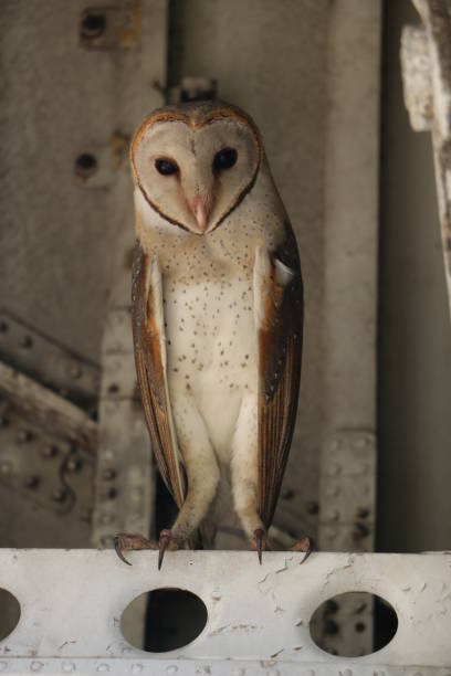 istock Barn Owl from Sri Lanka 1225163174