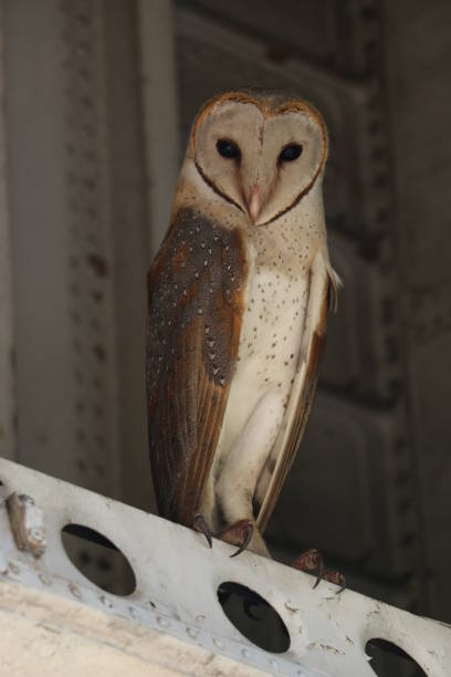 istock Barn Owl from Sri Lanka 1225163254