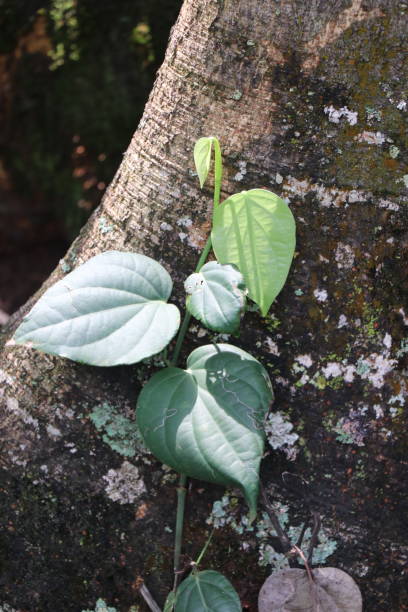 istock Budding pepper plant which is climbing towards big tree which is an essential spice ingredient 1225164541