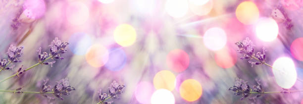 istock Selective and soft focus on lavender, beautiful nature in flower garden 1225164575