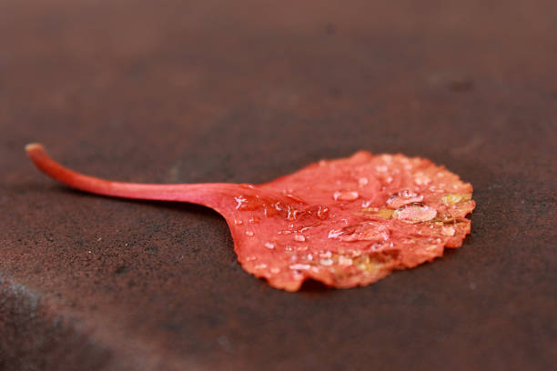 krople rosy na płatku kwiatu gulmohar - flame dew close up macro zdjęcia i obrazy z banku zdjęć