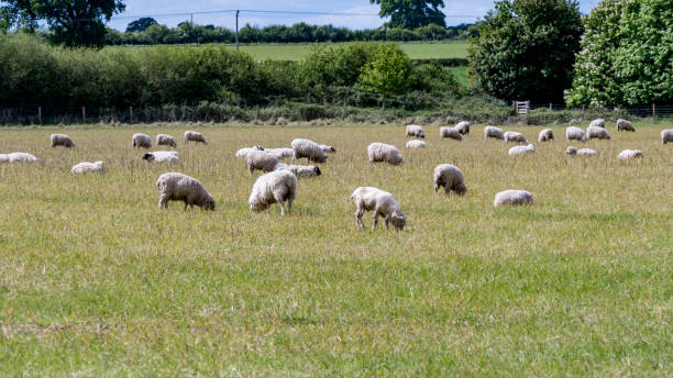 istock A flock of sheep in the field 1225168421