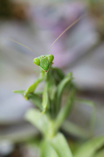 istock Image of triangular shaped head and bulging eyes of a bright green Praying Mantis insect sat on leaf, focus on foreground 1225168425
