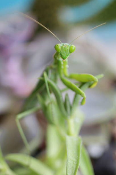 istock Image of bright green Praying Mantis insect walking across succulent cactus, triangular shaped head,  bulging compound eyes, antennae and enlarged forelegs, focus on foreground 1225168669