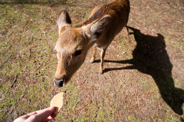 Man feeding a sacred nara deer a shika sembei, or deer biscuit, in Nara, Japan holding out his extended hand as it gently approaches to take it from him