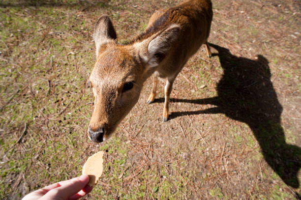 Człowiek karmienia świętego jelenia nara w Nara, Japonia – zdjęcie