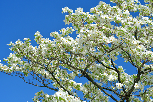 Cornus florida, commonly known as flowering dogwood, is a small deciduous tree that blooms in spring (April). The dogwood flowers are tiny, yellowish green and are compacted into button-like clusters. Each cluster of flowers is surrounded by four showy white or red petal-like bracts which open flat, giving the appearance of a single, large petaled flower. Bright red fruits appear in autumn which are inedible to humans but are loved by birds.