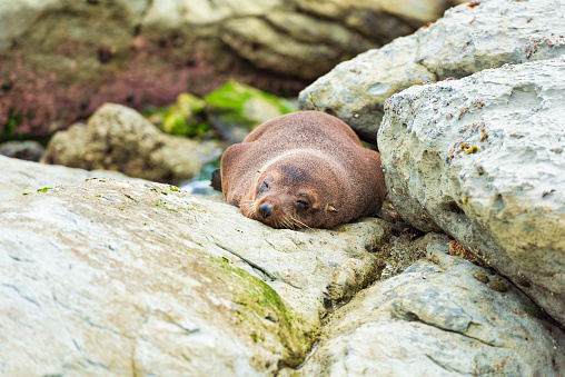 A wild fur seal (kekeno) resting on the rocks at Kaikoura in New Zealand.