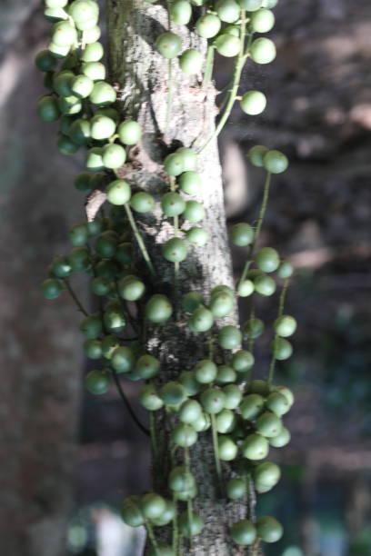 istock Bangladeshi Raw Latkan Fruit 1225171146