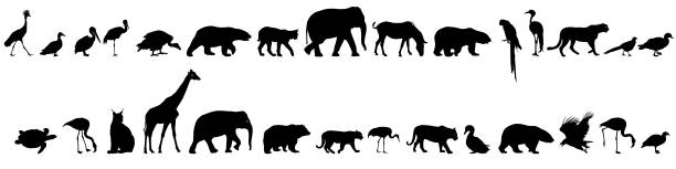 bildbanksillustrationer, clip art samt tecknat material och ikoner med silhouette elefant björn örn trav anka zebra på en vit bakgrund - rådjur illustrationer