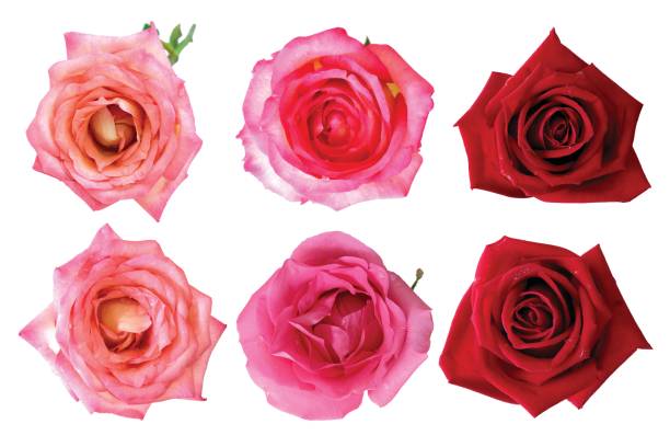 istock Roses flower isolated on white background. 1225171426