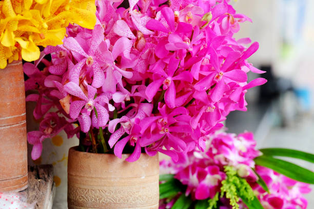 istock Beautiful orchid in the jar. 1225172281