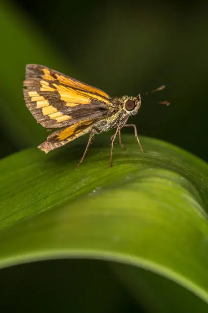 Moth on a leaf in backyard