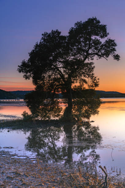 istock Sunrise and Tree in the Bay 1225173603
