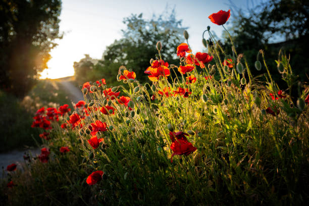 Poppies At The Going Down Of The Sun
