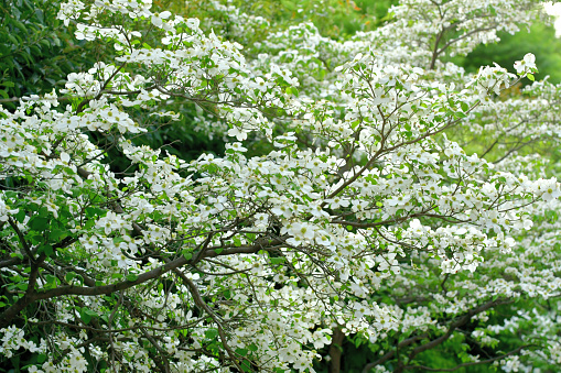 Cornus florida, commonly known as flowering dogwood, is a small deciduous tree that blooms in spring (April). The dogwood flowers are tiny, yellowish green and are compacted into button-like clusters. Each cluster of flowers is surrounded by four showy white or red petal-like bracts which open flat, giving the appearance of a single, large petaled flower. Bright red fruits appear in autumn which are inedible to humans but are loved by birds.